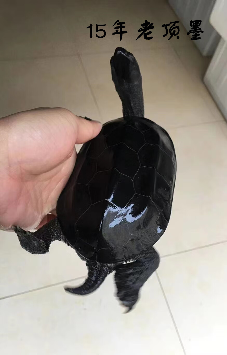 乌龟 宠物乌龟 黑腹墨龟 7-8厘米(顶墨苗) 公母一对