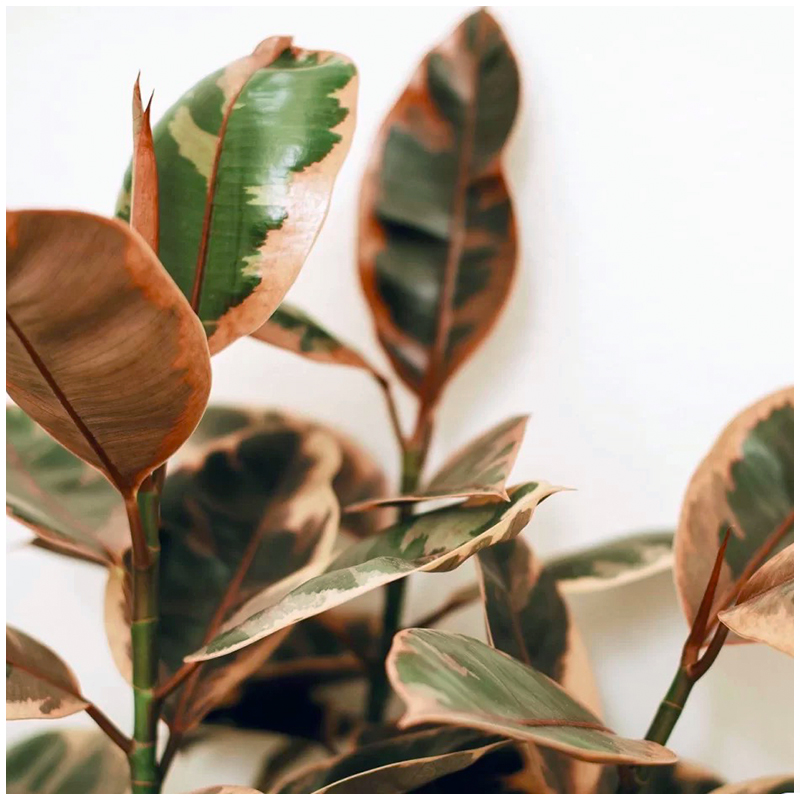 红关公龟背竹麒麟尾平安树七彩铁麒麟尾长藤带盆栽好