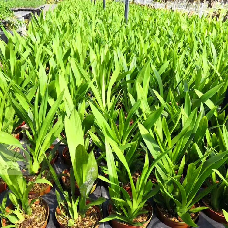 全部带懒人杯发货 现不带花 香水文心兰 开花香 国兰洋兰 盆栽苗洋兰