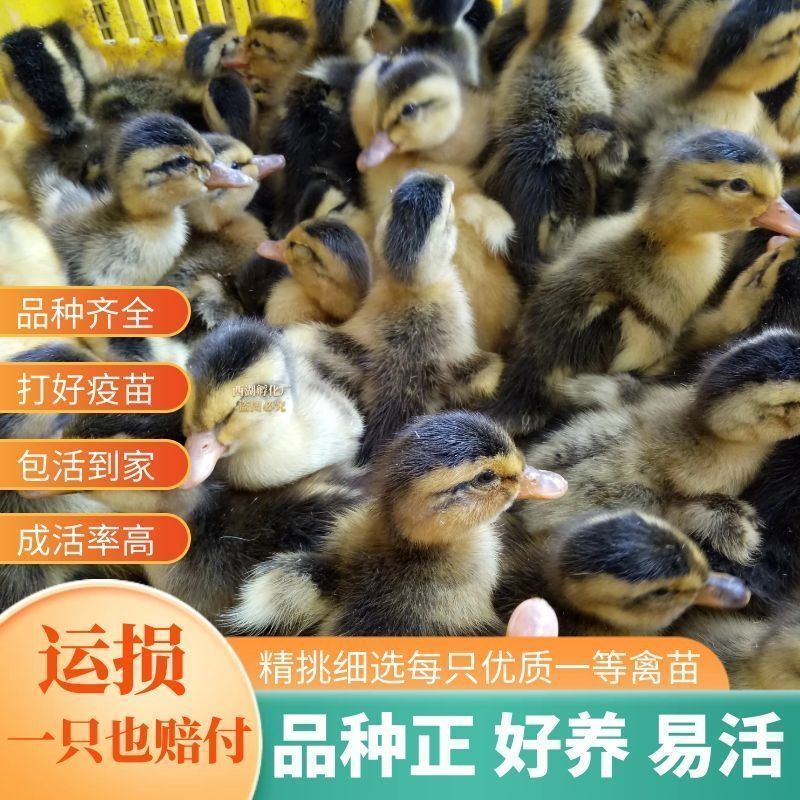 荣郁 鸭子活鸭大种麻鸭土鸭飞鸭番鸭水鸭蛋鸭出壳幼苗鸭子批发 绿鸭苗