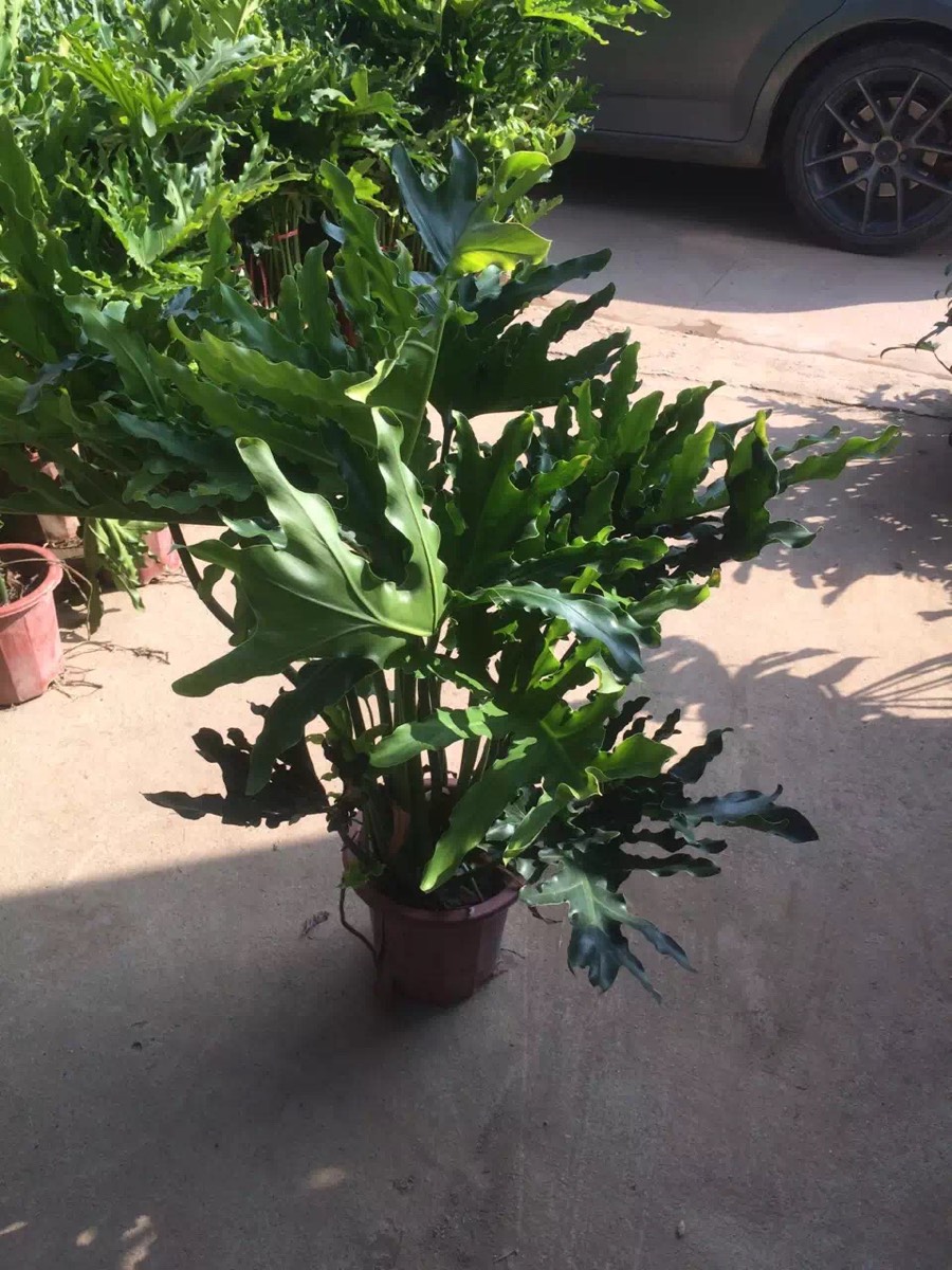 春羽盆栽苗春雨春芋室内小大型观叶绿植物四季常青耐阴吸甲醛美观