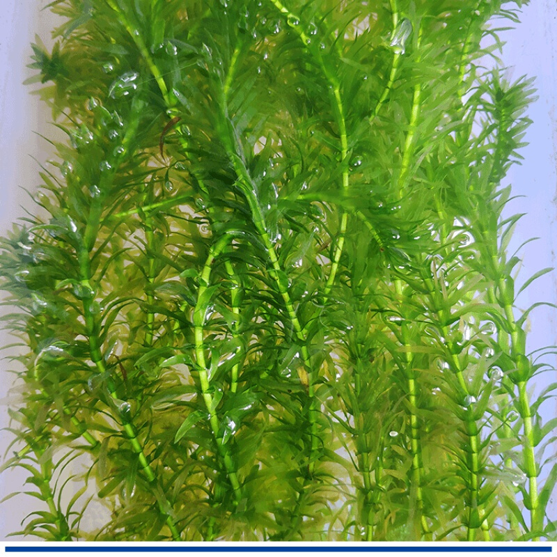 不用水草泥 蜈蚣草懒人水草金鱼藻 浮萍红丁香鱼缸水草绿菊鱼草 绿菊4