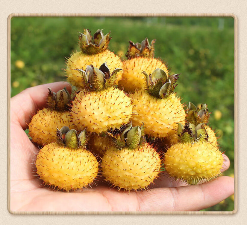 贵州新鲜刺梨果 金刺梨可泡水煮粥鲜果 5斤