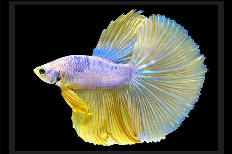 宠物鱼活体马尾狮王半月鱼母观赏鱼活热带鱼免打氧淡水鱼 半月斗鱼母