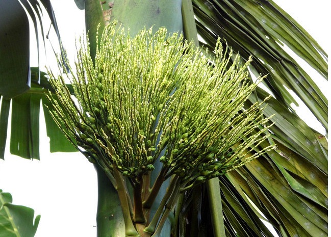 槟榔花干货 海南特产采摘晒干槟榔花 广东煲汤食材泡水喝槟郎花干