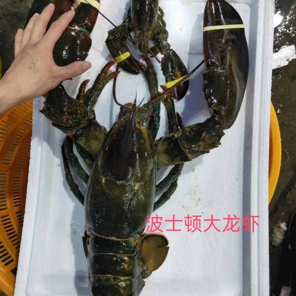 鲜活速冻波士顿大龙虾超大一只315斤龙虾冰鲜波龙55斤一只