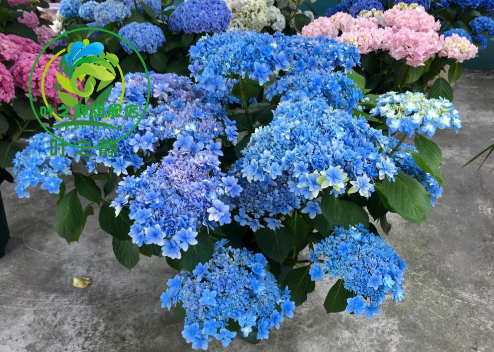 耐寒无尽夏八仙花绣球花苗盆栽花卉观花植物室内花卉四季开花绿宝石2