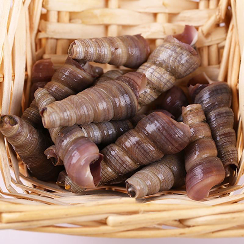 湾钰蜜钉螺新鲜钉螺螺丝超大新鲜钉螺冷冻长尾螺海锥烧烤泥螺海鲜去尾