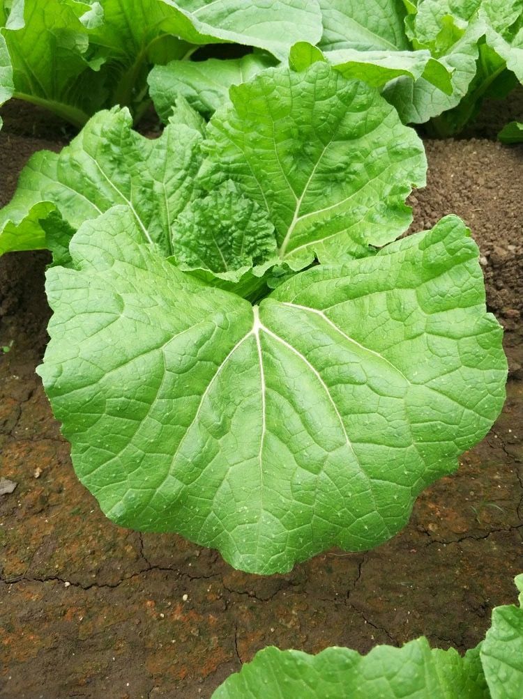 白菜叶饭包东北大白菜叶子新鲜蘸酱蔬菜大饭包打饭包菜叶 5片叶不送酱