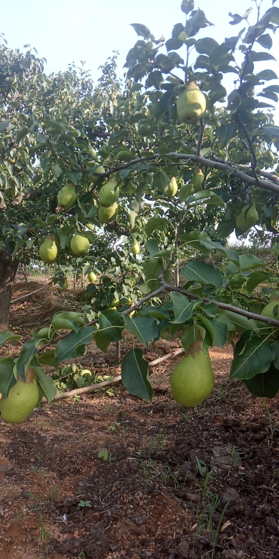 东北茄梨2斤3斤5斤装软糯大头梨不是烟台太婆梨子新鲜水果手工精选带
