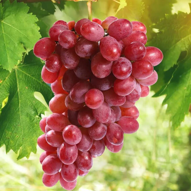 顺丰冷链玻璃翠葡萄新疆吐鲁番新鲜葡萄应季孕妇水果送礼礼品8斤甄选