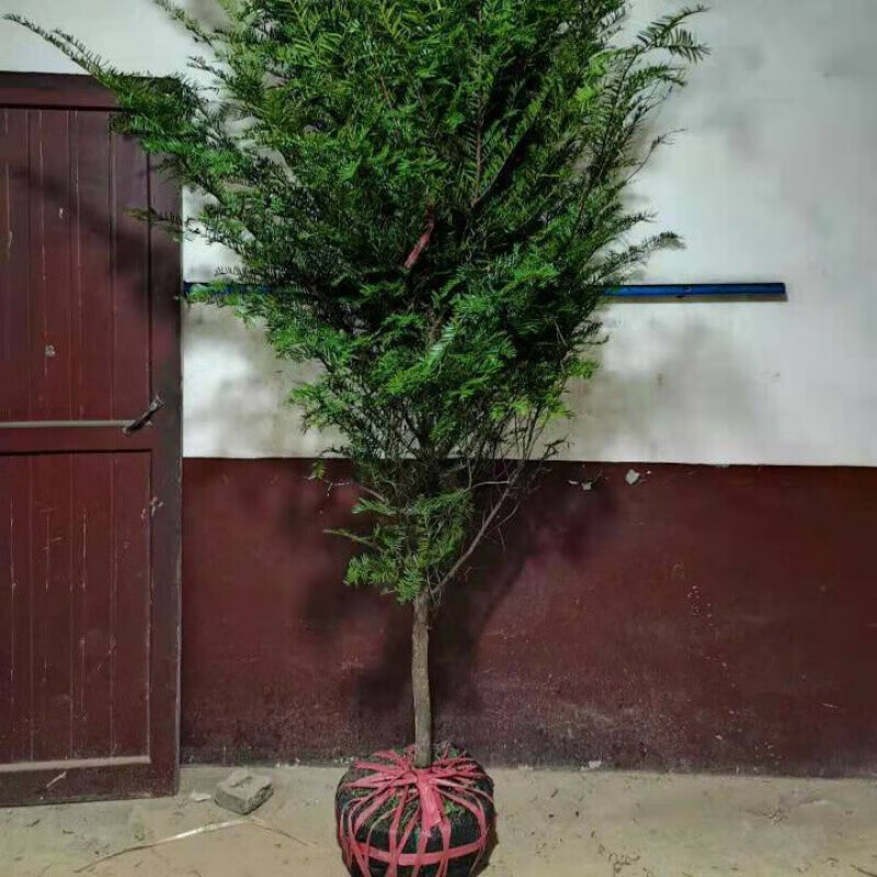 智航红豆杉树东北红豆杉树苗正宗南方庭院大树绿化盆栽盆景四季常青