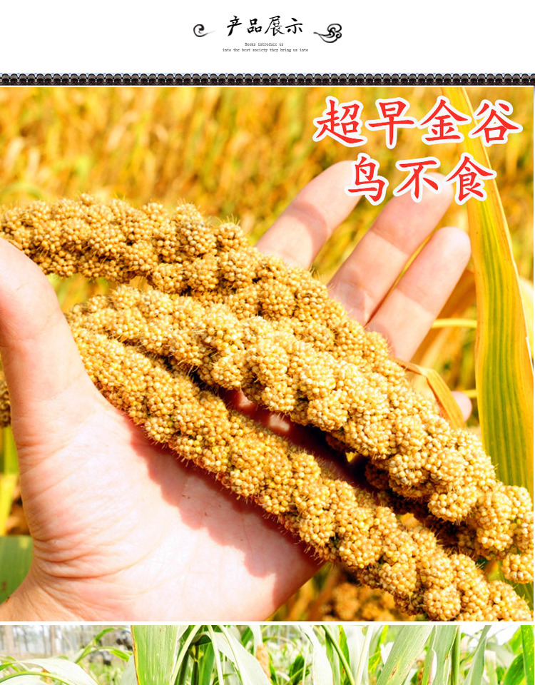 谷子种子小米种籽金色黄色香糯早熟防麻雀粟米黄谷鸟不食高产超早金谷