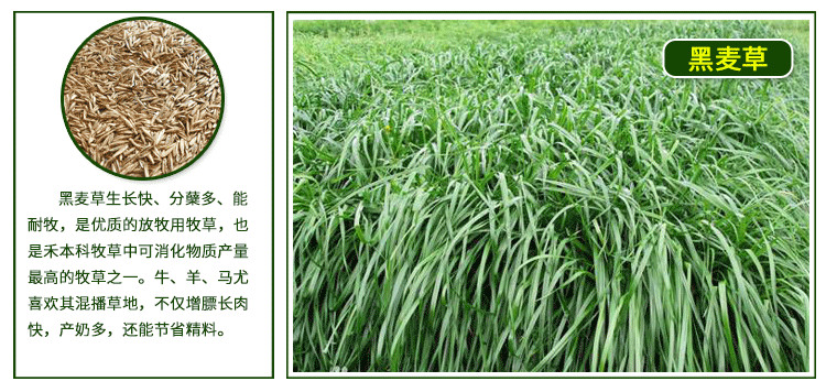 0kg店铺:绍涵园艺专营店商品编号:10034947069361商品名称:千特牧草