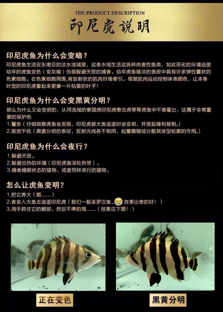 不二臣活体苏门答腊虎印尼虎鱼苏虎杂纹练手纯三纹四