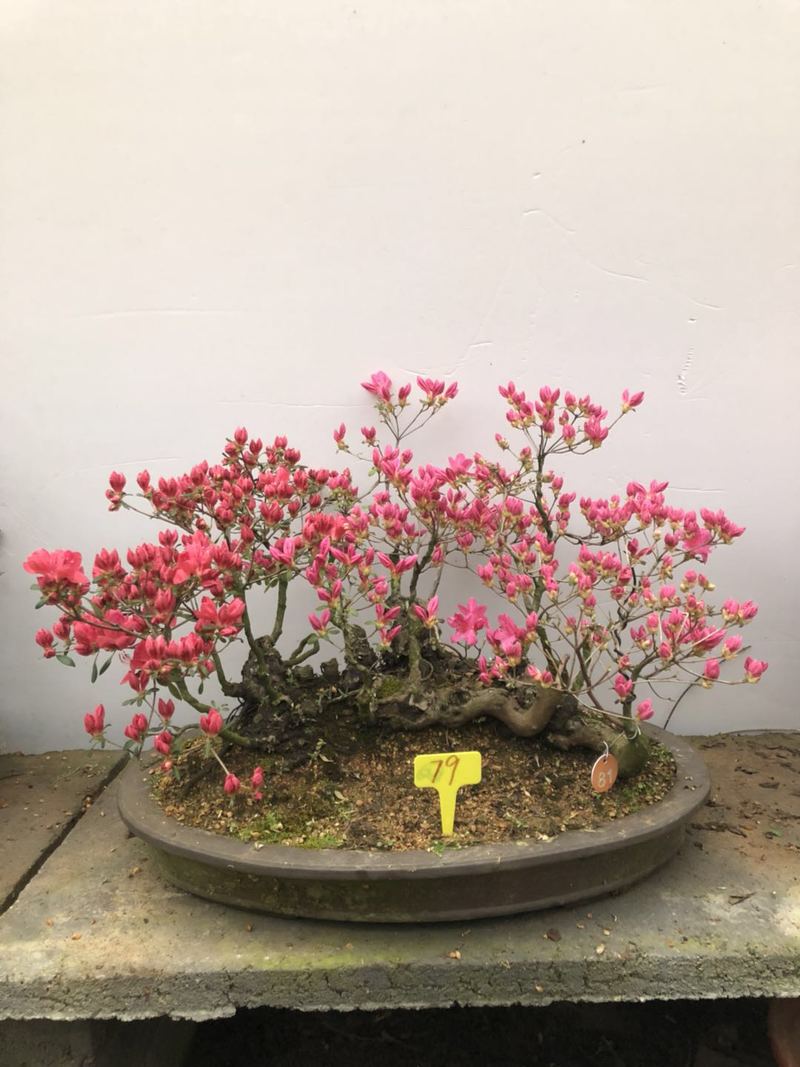 映山红造型盆景老桩实物杜鹃树桩一物一发室内外观赏植物 2号 带盆栽