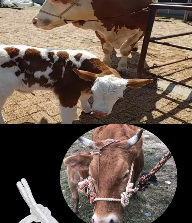牛笼头套牛笼头套编织牛缰绳栓牛绳子牛脖套耐磨捆绑绳拴牛加厚项圈