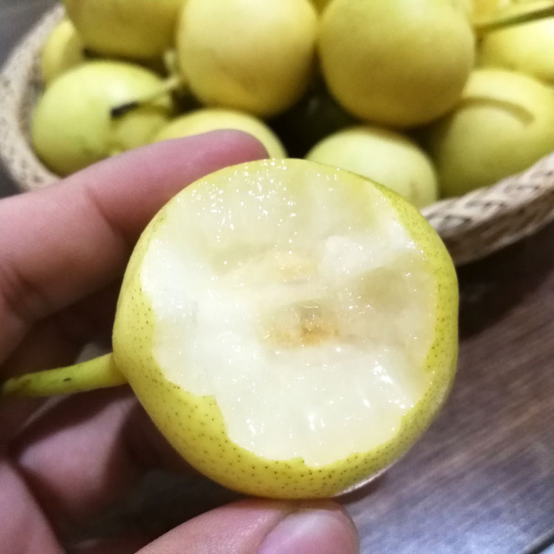 正宗东北小香水梨软濡多汁新鲜水果香梨子东北小蜜果梨 优选果 5斤