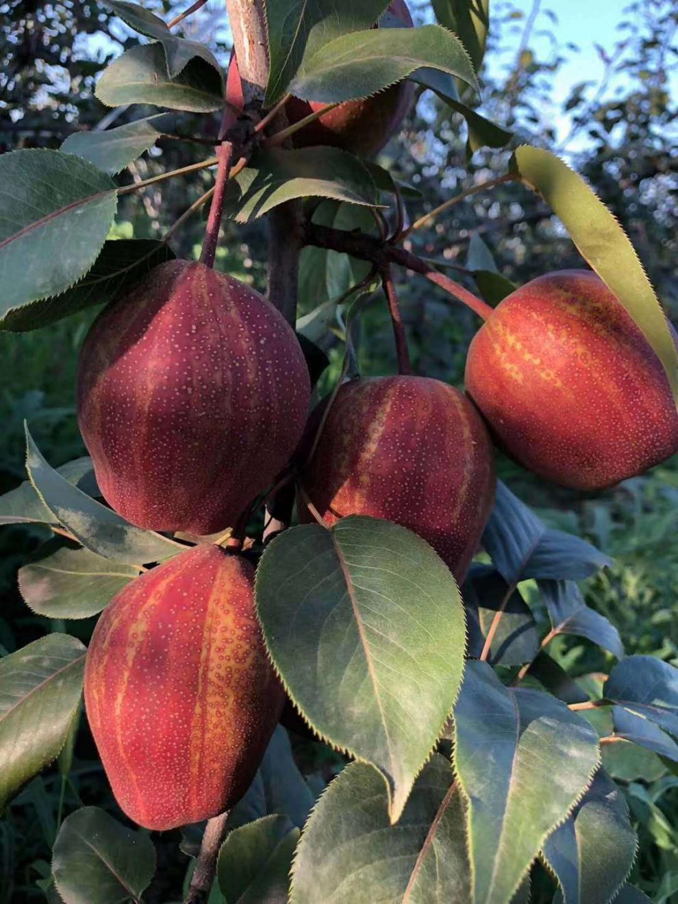 陕西彩虹梨新鲜10斤当季水果整箱应季梨子现摘现发香梨红酥梨 大果 5