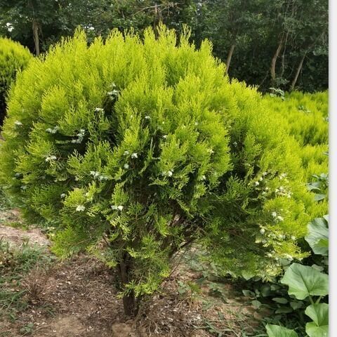 庭院苗木 洒金柏苗 盆栽洒金柏树 又名黄金柏 庭院道路绿化盆栽 黄金
