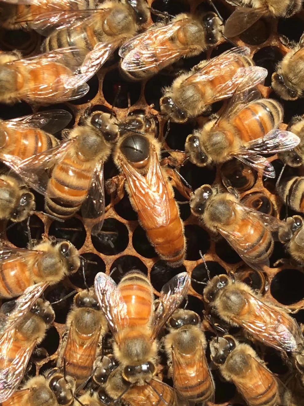意蜂王 中蜂王 意蜂处王 高产蜜王 蜜蜂王王 采缇 中蜜一号处王【图片