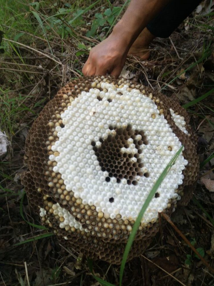 新鲜野生活体蜂蛹蜂虫马蜂胡蜂地蜂虎头蜂活蜂蛹1斤3级蜂蛹