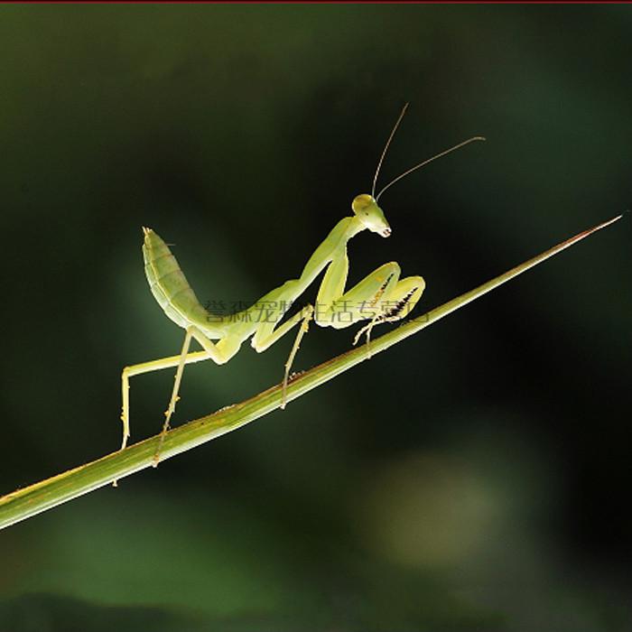 绿巨螳螂活体 sv 非洲绿巨 凶悍大型螳螂 另有澳宽马盾圆盾 绿巨末龄