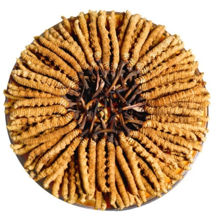 伟博西藏那曲头期冬虫夏草新鲜虫草干货虫草特产礼盒装嘉万滋补品官方