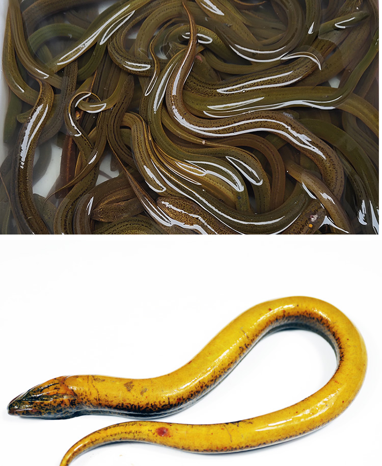 十里馋 黄鳝正宗原生态野外捕捉鲜活活体现杀黄鳝鱼长鱼新鲜鳝鱼 3斤