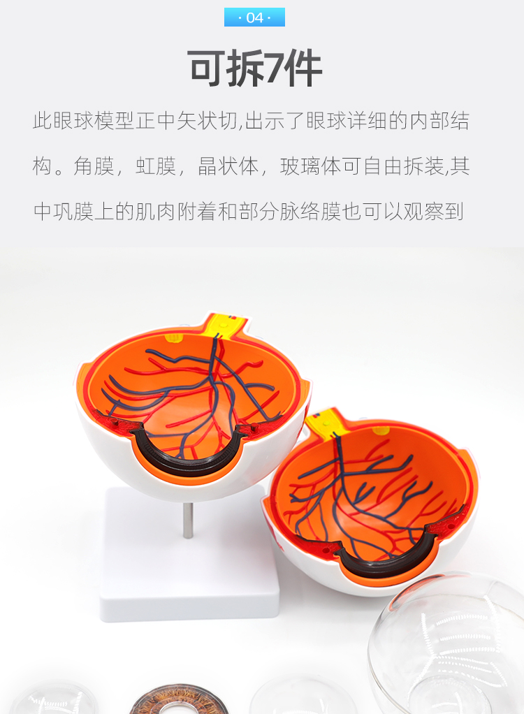 2022新款人体眼球仿真模型6倍放大眼睛结构造解剖眼模型教学仪器珠具