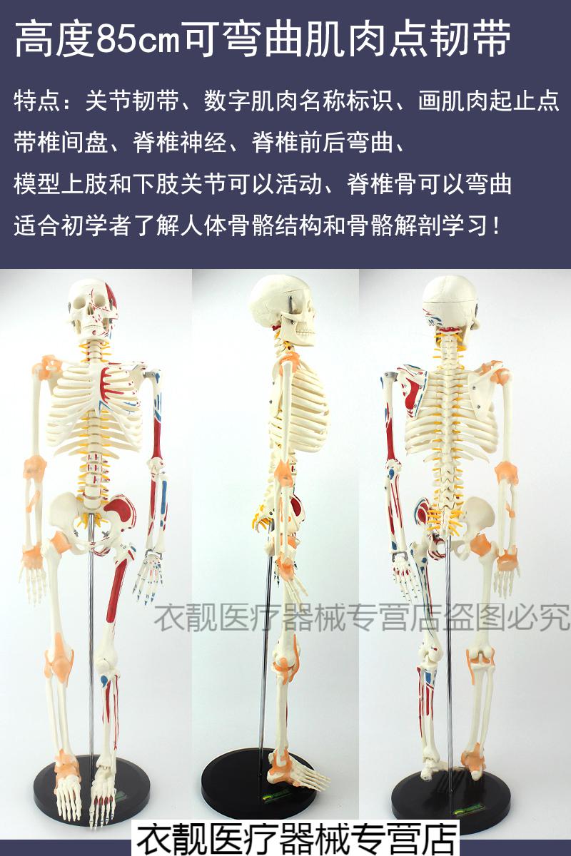 人体骨骼模型骨架85cm170cm医学解剖肌肉瑜伽小白骷髅架 高85cm数字标