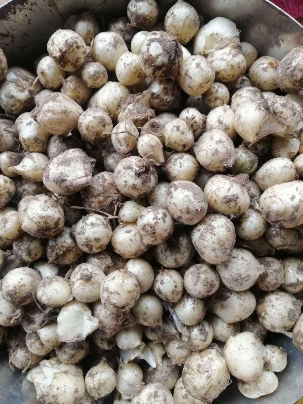 苦蕌九母子团葱小根葱野葱洋葱圆茭头白苦蒜小蒜新鲜 现挖新鲜苦蕌 3