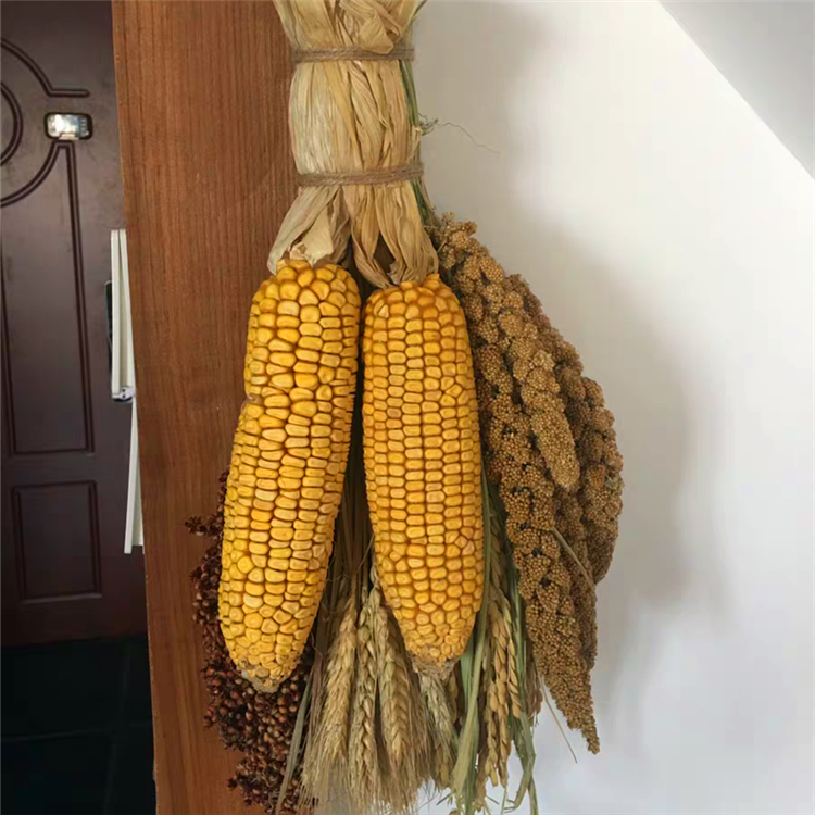 娴雅干玉米棒子真实土玉米棒农村干玉米老玉米棒装饰品玉米穗带皮3个