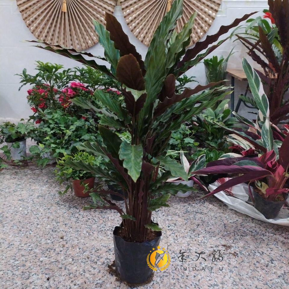 茱萸盆栽茱萸盆栽植物不需要阳光喜阴苹果竹芋茱萸猫眼孔雀盆栽吸甲醛