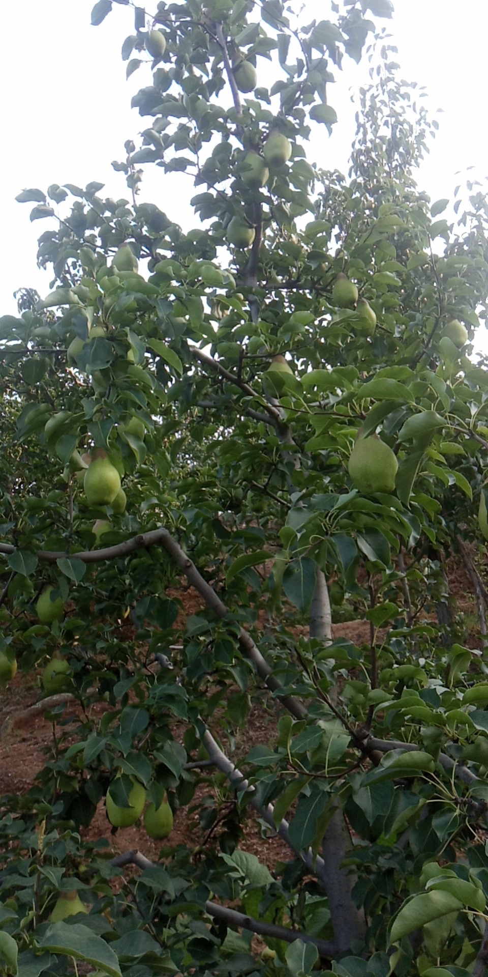 东北茄梨水果应季新鲜梨子香梨大头梨啤梨软糯香甜5斤装大果带箱10斤