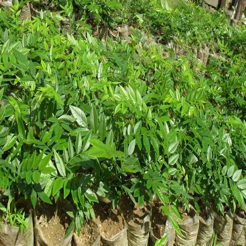 柒悦栖小叶紫檀树苗 沉香苗 印度小叶紫檀小苗 菩提树苗 金丝楠木苗