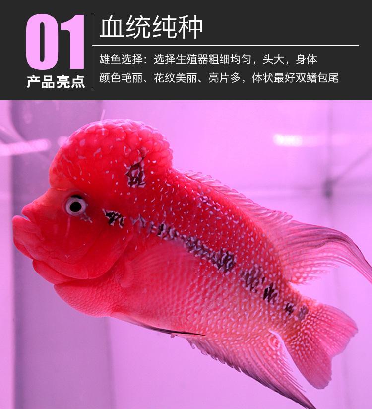 罗汉鱼苗鸿运蛇纹重金属马骝泰金幻彩红马金花红德萨斯活体热带鱼 高