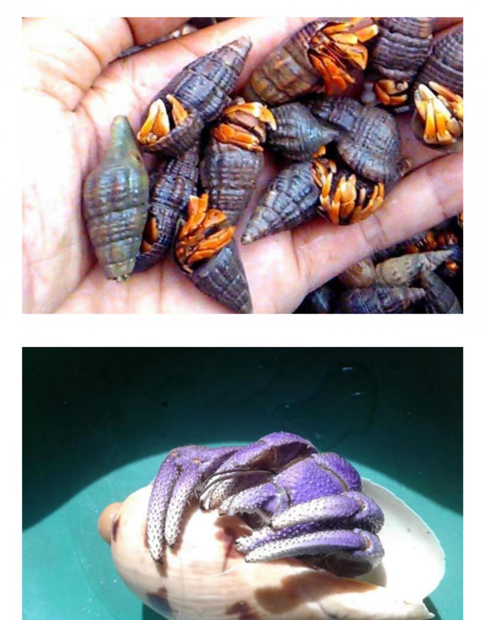 秋颖 草莓寄居蟹迷你灰白lila短腕西伯利斯蟹寄居活体蟹寄居宠物 异色