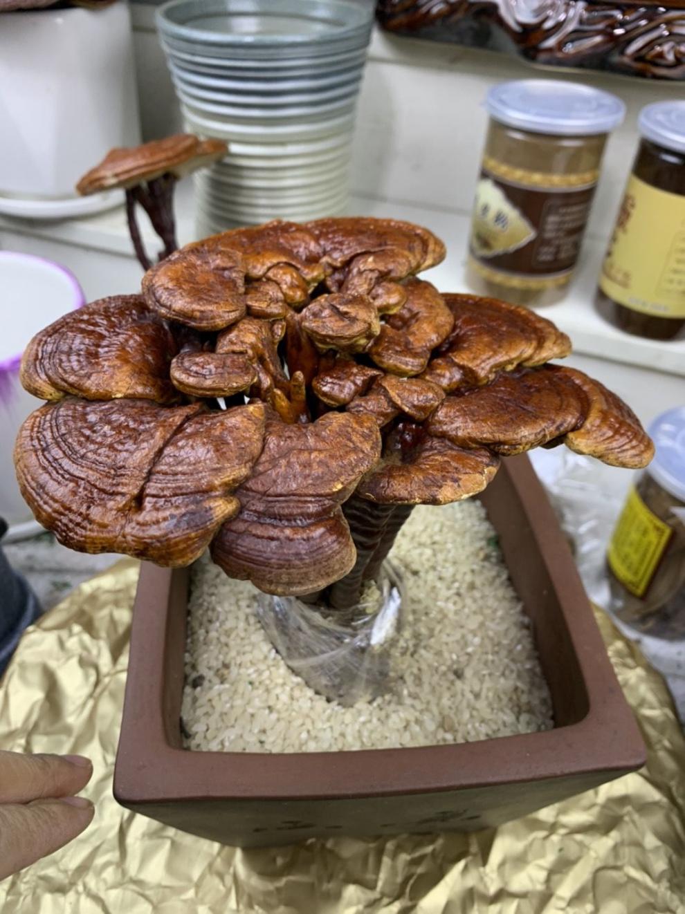 灵芝盆栽盆景多肉冬季不怕冷室内办公居住摆放高端大气档次秒拼商品