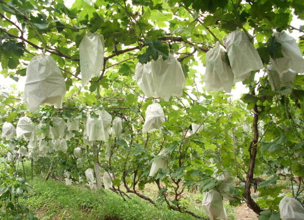 中梦葡萄专用套袋纸袋防虫袋白色葡萄袋果袋芒果琵琶橙子防鸟防雨防晒