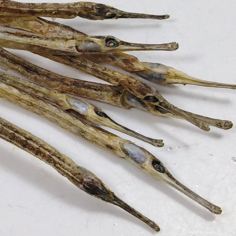 伟博官方新晒小海龙六角大海龙无硫小海龙干货大海龙泡酒料1件捡漏