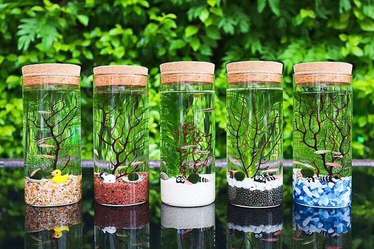 微景观观赏鱼生态瓶微景观免换水diy水族箱办公桌面创意造景斗鱼玻璃