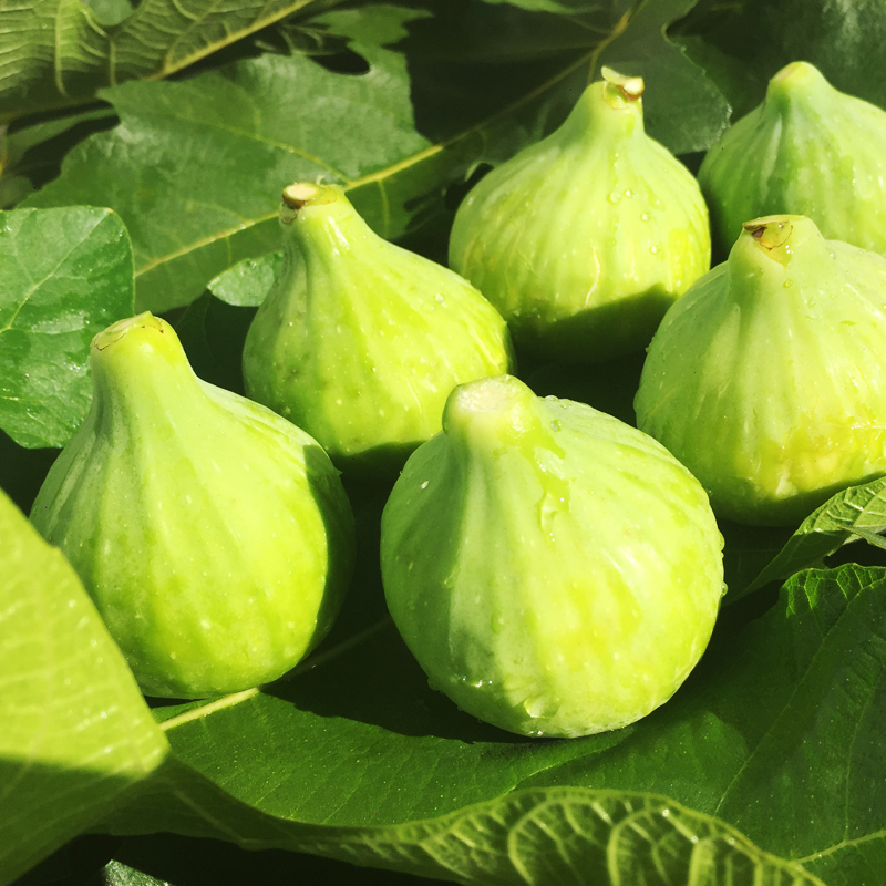 顺丰山东威海鲜无花果鲜果现摘山东特产青皮无花果新鲜孕妇水果五糖