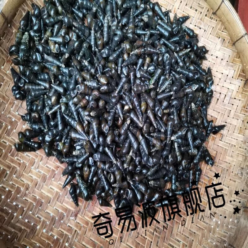 广西鲜活山坑螺黑螺河水螺石螺野生山坑螺钉螺新鲜