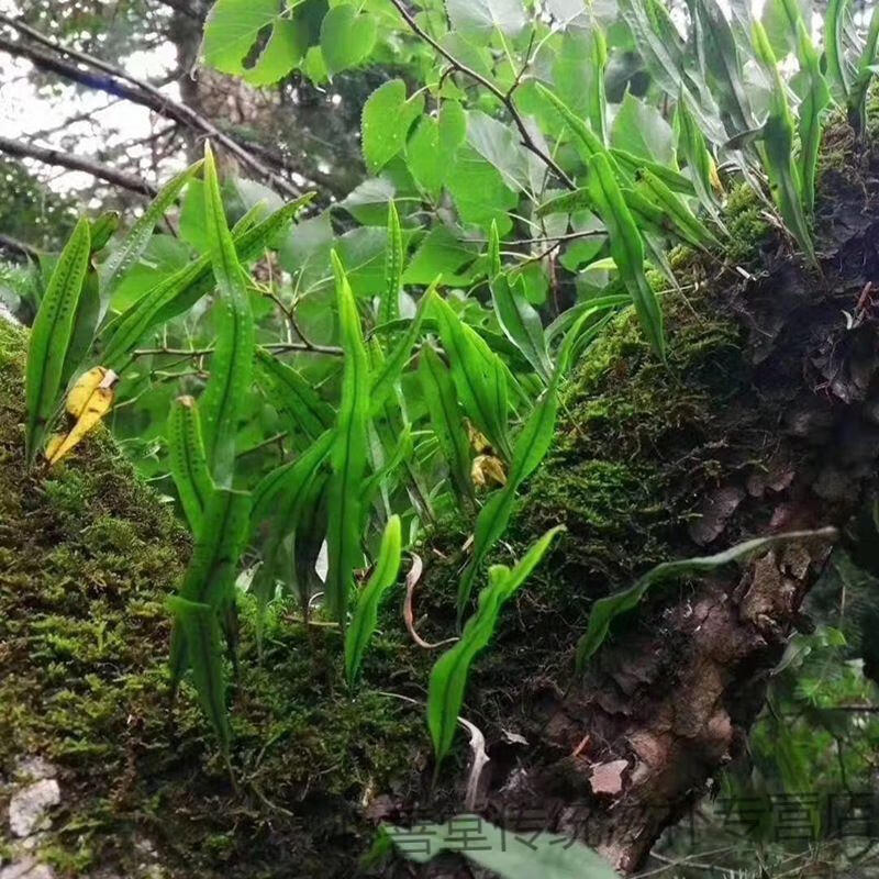 云南 草结石肾精茶 婳石草100克【图片 价格 品牌 报价】-京东