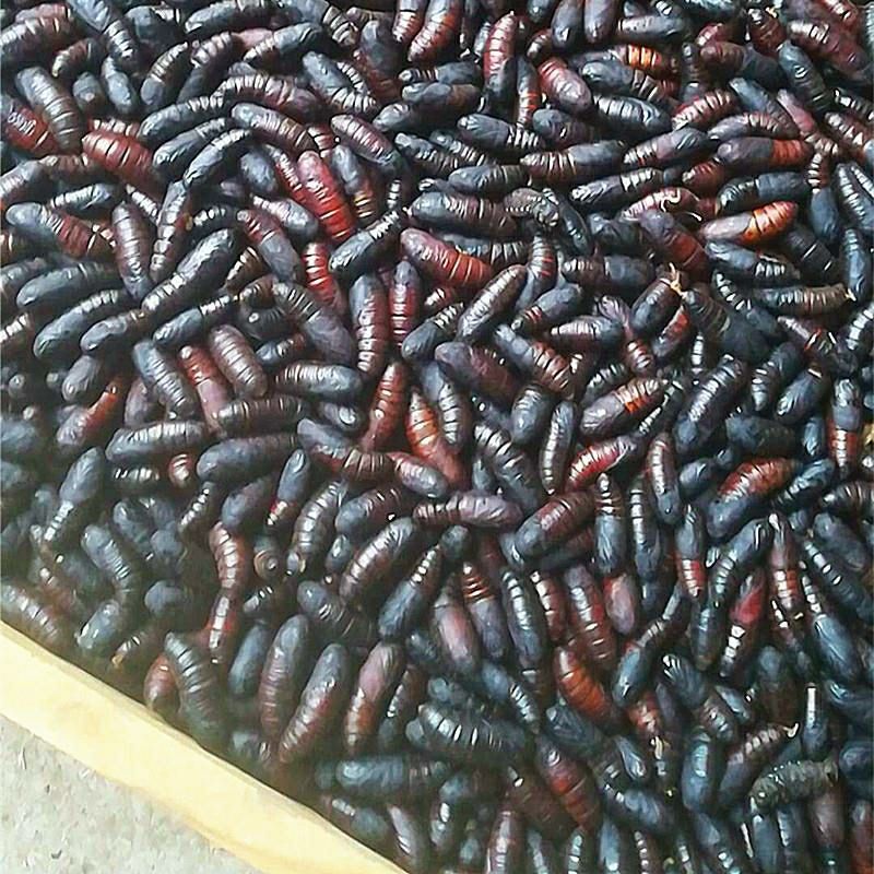 松虎蛹新鲜速冻松毛虫蛹蚕蛹昆虫美食松树虫蛹子松蛹1斤