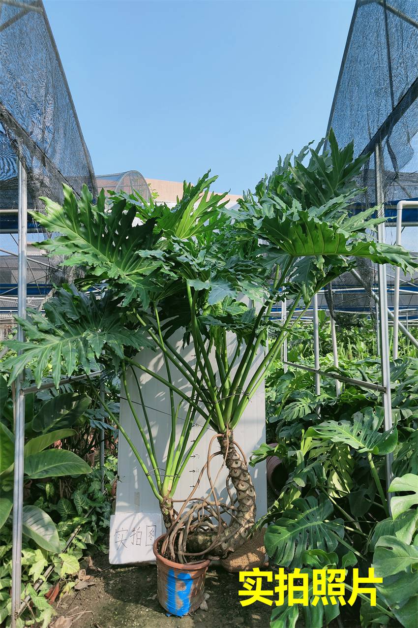 春羽龙鳞 杆老桩室内大小盆栽一物一拍水培绿植吸自产自销 荧光绿 73