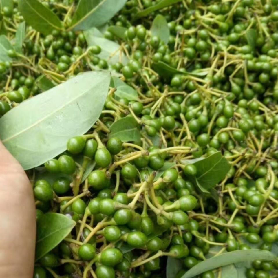 云南现摘木姜子佤味新鲜木浆子特产酸火锅底料山苍子山胡椒 新鲜木姜