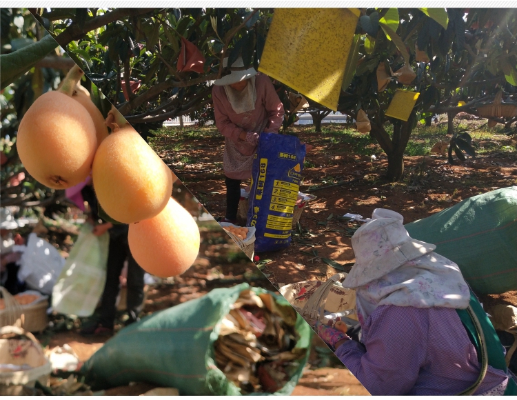 现摘现发四川阿坝州雪域枇杷35斤大五星枇杷应季攀枝花米易枇杷新鲜甜