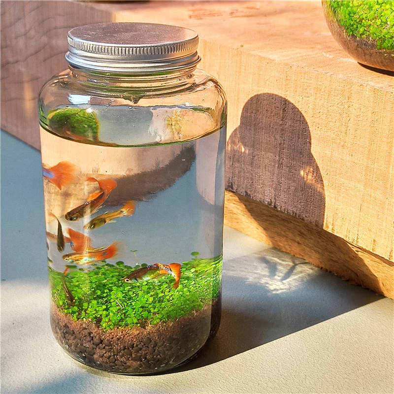 lm生态瓶微景观生态瓶创意迷你玻璃瓶鱼缸办公室绿植水草种子发芽记录